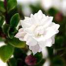 Double White Serissa Tree 2.5 inch Pot House Plant Fairy Garden Plant Bonsai