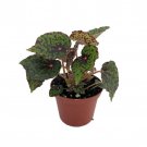 Mysterious Red Planet Begonia Plant 2.5 inch Pot Terrarium Fairy Garden Houseplant