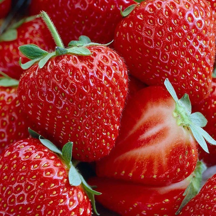 Honeoye Strawberry 25 Bare Root Plants Extremely Hardy June Bearing