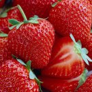 Honeoye Strawberry 25 Bare Root Plants Extremely Hardy June Bearing