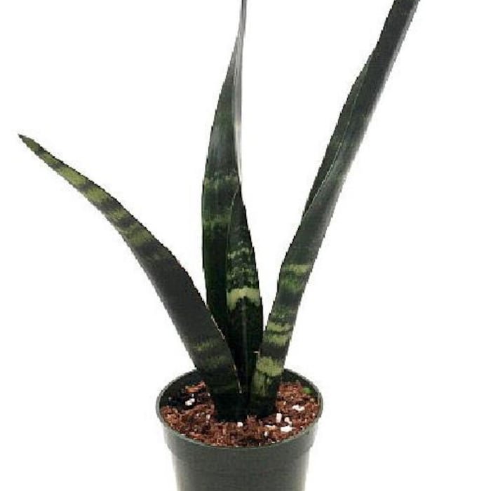 Black Coral Snake Plant Sansevieria Almost Impossible To Kill 4 inch Pot