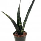Black Coral Snake Plant Sansevieria Almost Impossible To Kill 4 inch Pot