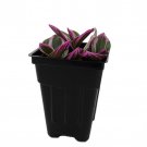 Rare Nanouk Pink Tradescantia 2.5 inch Pot Collectors Series