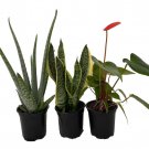 Sleep Easy House Plant Set Aloe Vera Snake Plant Anthurium 3 Plants 4 inch Pots