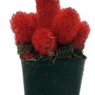 Red Living Desert Jewel Cactus 2 inch Pot