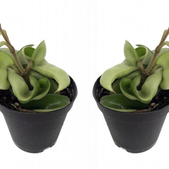 Hindu Rope 2 Plants Hoya Exotic Yet Easy 2 inch Pots