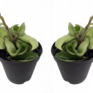 Hindu Rope 2 Plants Hoya Exotic Yet Easy 2 inch Pots