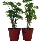 Japanese Parsley Ming Aralia Bonsai Trees Polyscias 2 Pack In 2 inch Pots