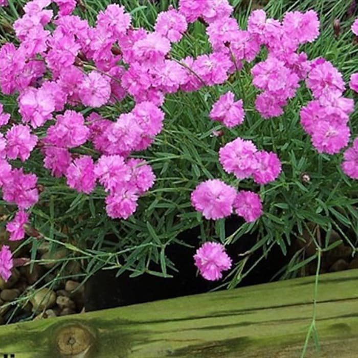 Tiny Rubies Dianthus Fragrant Hardy Groundcover 2.5 inch Pot