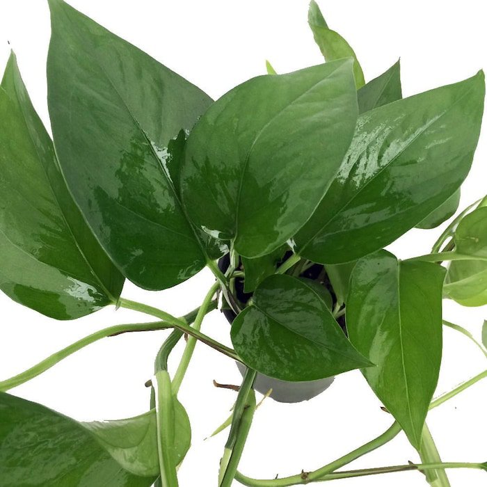 Jade Devils Ivy Pothos Epipremnum 4 inch Pot