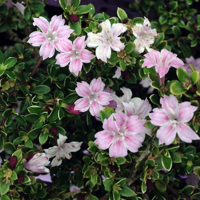 Pink Mountain Serissa Tree 2.5 inch Pot House Plant Fairy Garden Plant Bonsai