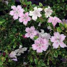 Pink Mountain Serissa Tree 2.5 inch Pot House Plant Fairy Garden Plant Bonsai