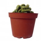 Brain Cactus Mammillaria Elongata Cristata 4 inch Pot