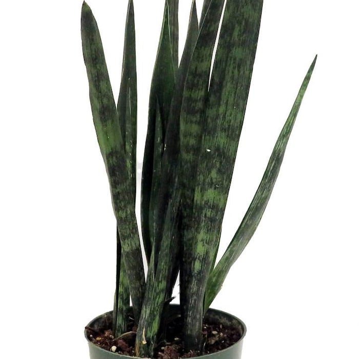 Snakeskin Snake Plant Sansevieria 6 inch Pot