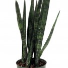 Snakeskin Snake Plant Sansevieria 6 inch Pot