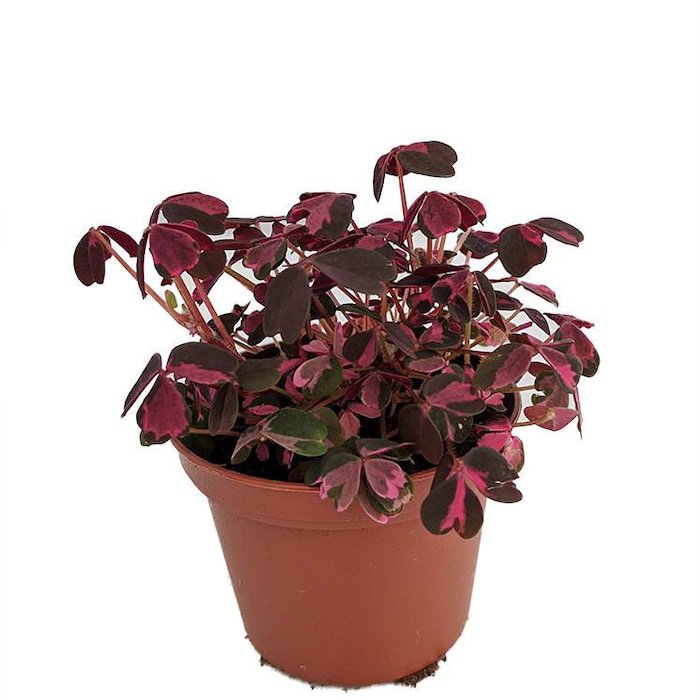 Plum Crazy Shamrock Oxalis 2.5 inch Pot Fairy Garden Plant House Plant Edible