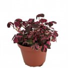 Plum Crazy Shamrock Oxalis 2.5 inch Pot Fairy Garden Plant House Plant Edible