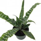 Betty Earth Star Plant Cryptanthus 5 inch Pot