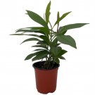 Christmas Coralberry Plant Ardisia Easy House Plant 4 inch Pot