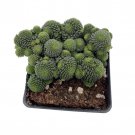 Canary Island Monanthes Polyphylla 2.5 inch Pot Fairy Garden House Plant
