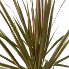 Bicolor Dragon Tree Dracaena Marginata 4 inch Pot
