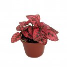 Red Splash Polka Dot Plant Hypoestes 3.5 inch Pot Colorful House Plant