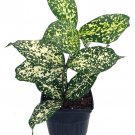 Japanese Bamboo Florida Beauty Dracaena 3 inch Pot