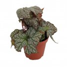 Stonewall Begonia Plant 3.7 inch Pot Terrarium Fairy Garden Houseplant