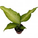 Camouflage Dieffenbachia Plant Exotic 2.5 inch Pot