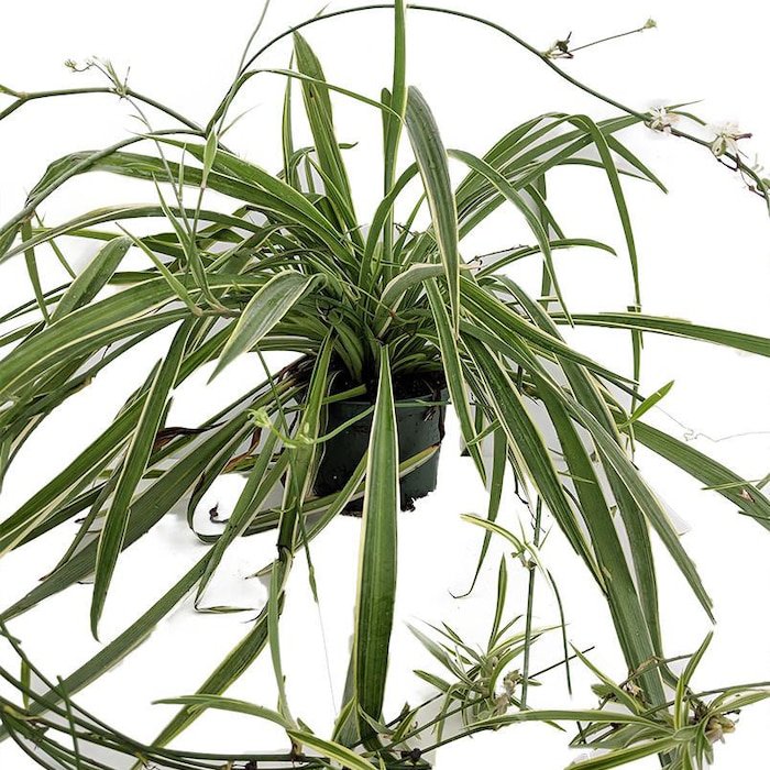 Reverse Variegated Spider Plant Cleans The Air 4 inch Pot