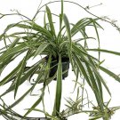 Reverse Variegated Spider Plant Cleans The Air 4 inch Pot