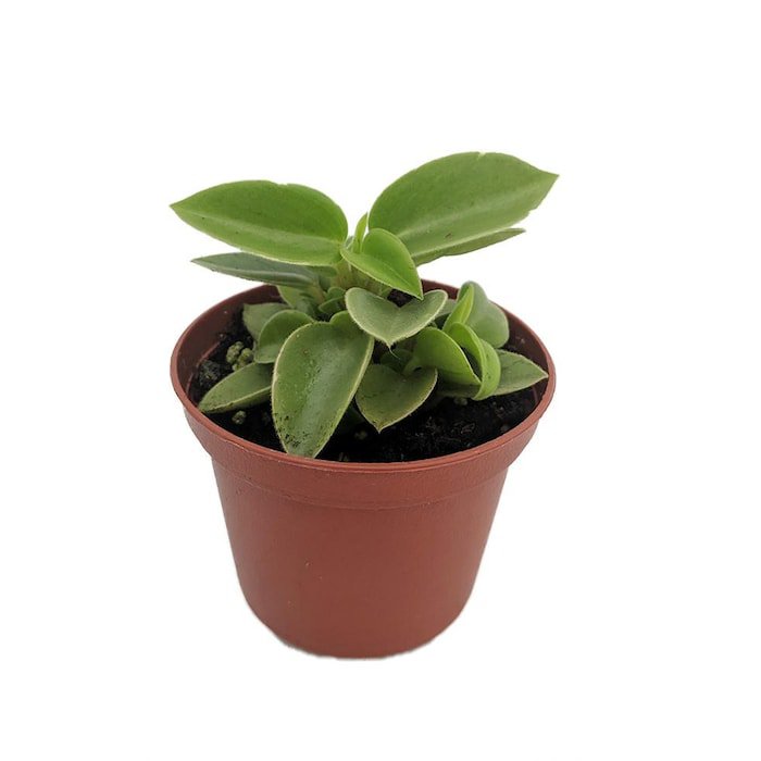 Limey Pixie Compact Peperomia 2.5 inch Pot