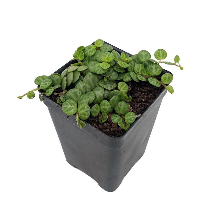 String Of Hearts Turtles Peace Sign Cross Peperomia Prostrata 2.5 inch Pot