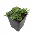 String Of Hearts Turtles Peace Sign Cross Peperomia Prostrata 2.5 inch Pot