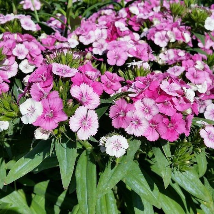 Pink Magic Dianthus Multiple Pink Shades 4 inch Pot