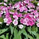 Pink Magic Dianthus Multiple Pink Shades 4 inch Pot