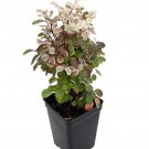 Dwarf Snowbush Breynia Nivosa Roseopicta Nana Great House Plant 2.5 inch Pot