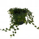 Mini Oakleaf Creeping Fig Terrarium Topiary Houseplant Fairy Garden 4 inch Pot