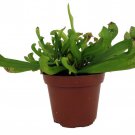 Mature Scarlet Belle Pitcher Plant Sarracenia Carnivorous 3 inch Pot