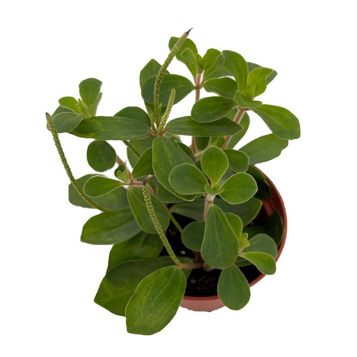 Belly Button Peperomia Plant Peperomia Verticillata 2.5 inch Pot