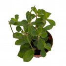 Belly Button Peperomia Plant Peperomia Verticillata 2.5 inch Pot
