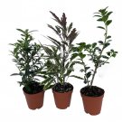 Zen Living Bonsai Assortment 3 Plants 2 inch Pots