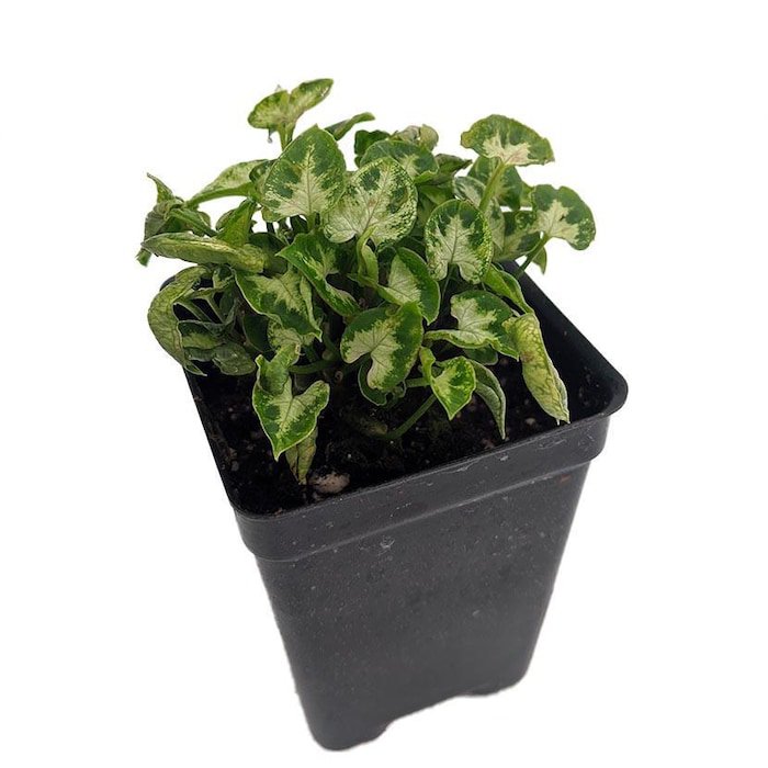 Tiny White Arrowhead Plant Syngonium Nepthytis 2.5 inch Pot Fairy Garden
