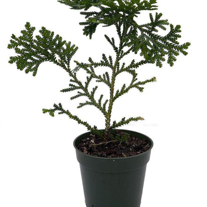 Hondae Elkhorn Arborbitae Thujopsis Dolibrata Hiba 4 inch Pot