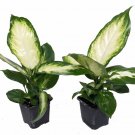 Camille Dieffenbachia Very Durable 2 Plants In 3 inch Pots