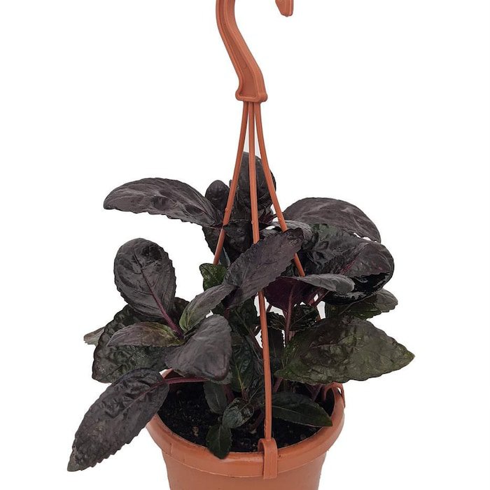 Purple Waffle Plant Hemigraphis 4 inch Mini Hanging Basket Easy House Plant