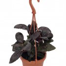 Purple Waffle Plant Hemigraphis 4 inch Mini Hanging Basket Easy House Plant