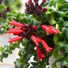 Curly Lipstick Plant Aeschynanthus Rasta Easy Blooming House Plant 4 inch Pot