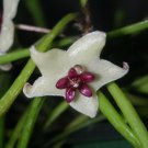 Rare Frog Toe Wax Plant Hoya Retusa Collectors Series 2 inch Pot