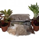 Terrarium Kit With 8 Terrarium Plants In 2 inch Pots